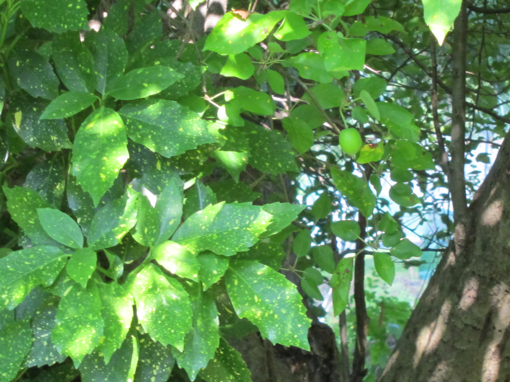 راهنمای نگهداری و پرورش گل و گیاهان زینتی - شمشاد ژاپنی
